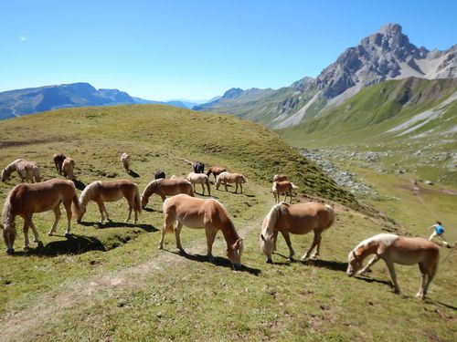 013_GS_Val_di_Fassa_2016_03.jpg