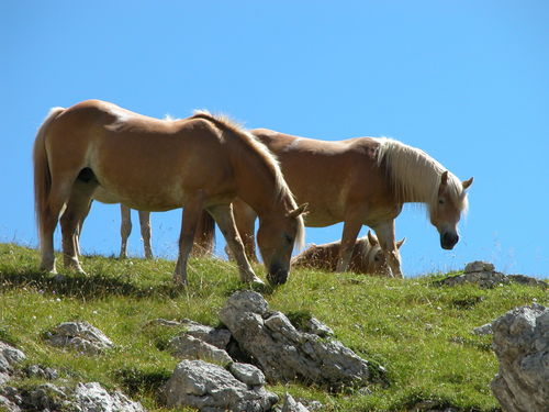 014_IB_Val_di_Fassa_2016_04.JPG