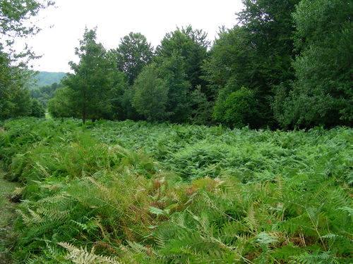 04_GS_13-15_ago_2010_02.JPG
