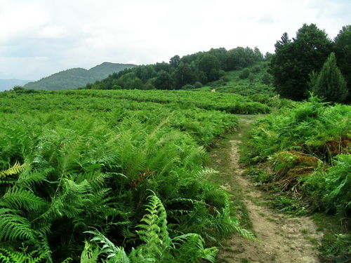 05_GS_13-15_ago_2010_03.JPG