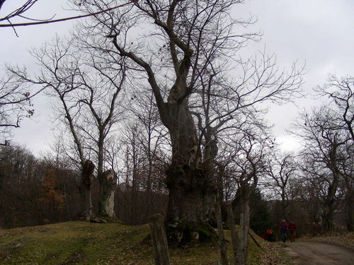 04_GS_18_gen_2009_02.JPG