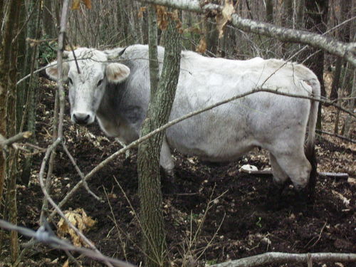 06_MV_18_gen_2009_01.JPG