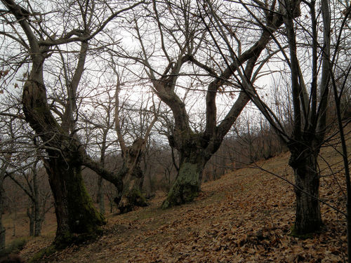 20_AF_19_gen_2009_04.JPG