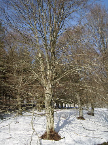 11_ST_4_mar_2012_09.JPG